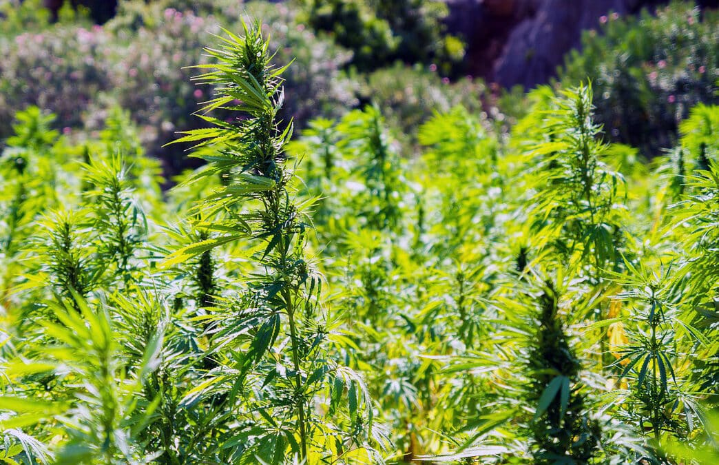 Trademark – Cannabis, Hemp and the Farm Bill